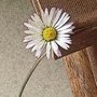 Daisy_large