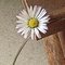 Daisy_thumb