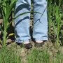Corn_and_shoes_large