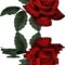 Roseredbeautiful_thumb