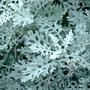 Dscf3290_large
