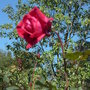 Marcymom_110_large