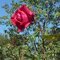 Marcymom_110_thumb