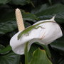 Dscn0275_large
