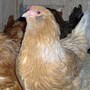 Ameraucana_large