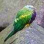 Wompoopidgeon_large