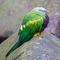 Wompoopidgeon_thumb
