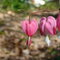 Dsc02795_thumb