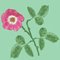 S_rose_3_leaves_picnik_collage_ed_ed_preview_thumb