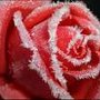 Images_large