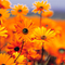 Garden_thumb