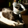 Arme_kranke_kitty_8_large