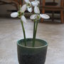 Snowdrops_005_large