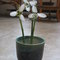 Snowdrops_005_thumb