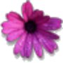 African_daisy_large