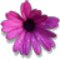 African_daisy_thumb