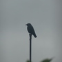 P1020472_large
