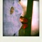 Img_0647-pola_thumb