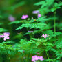 Forest_flowers_large