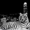 Tiger-and-the-city-wallpapers_12775_1024x768_thumb
