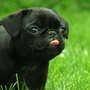 Blackpug_large