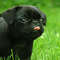 Blackpug_thumb