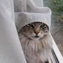 Funny-pictures-cat-is-a-nun_large