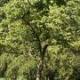 Tree-sm_large