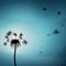 Dandelion_thumb