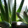 Dsc03814_large