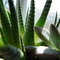 Dsc03814_thumb