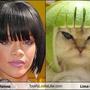 Cat_in_another_lime_helmet_large