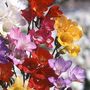 Freesia_single_mixed_large