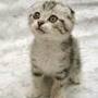 Cat_large