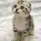 Cat_thumb