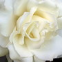 White_rose_large