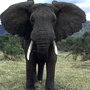 Elephant1_large