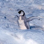 Emperor-penguin-baby_large