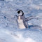 Emperor-penguin-baby_thumb