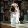 Drink_thumb_large