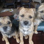 Dogs_mar_09_021_large