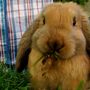 Wabbitfabric_large