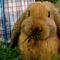 Wabbitfabric_thumb