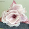 Rose_thumb