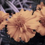 Ddlf_large