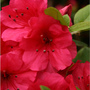 Azaleas_large