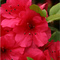 Azaleas_thumb