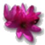 Ixia_large