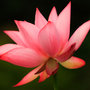 Pink_lotus_flower_large