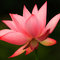 Pink_lotus_flower_thumb